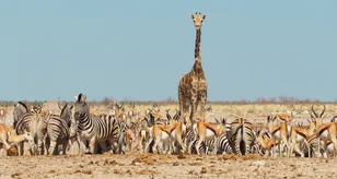 Mammals