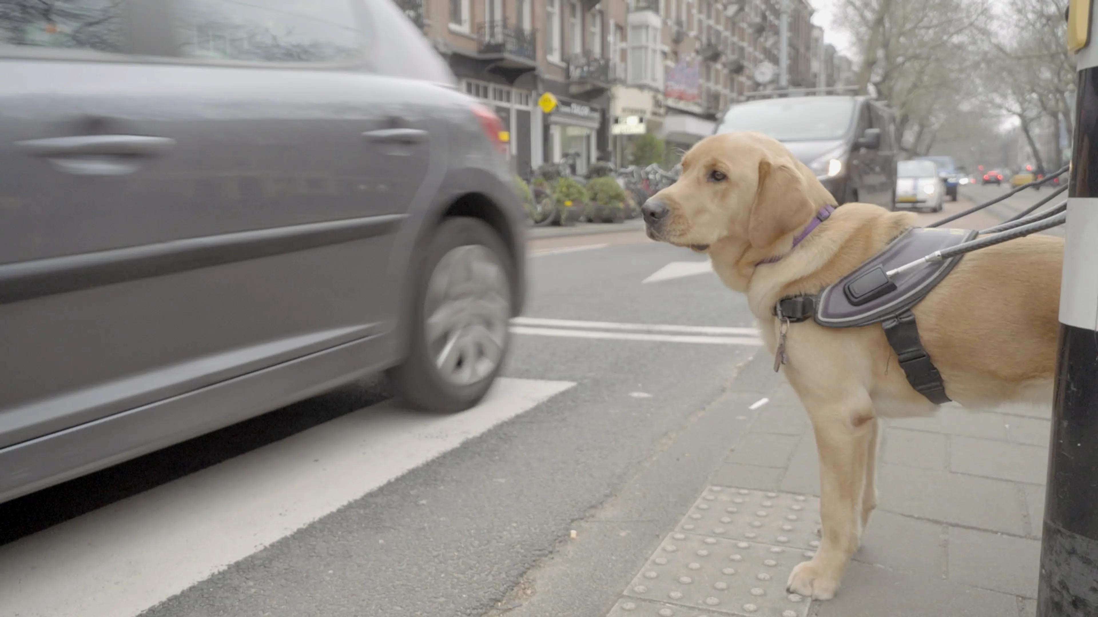Bij ons op de Hondenacademie