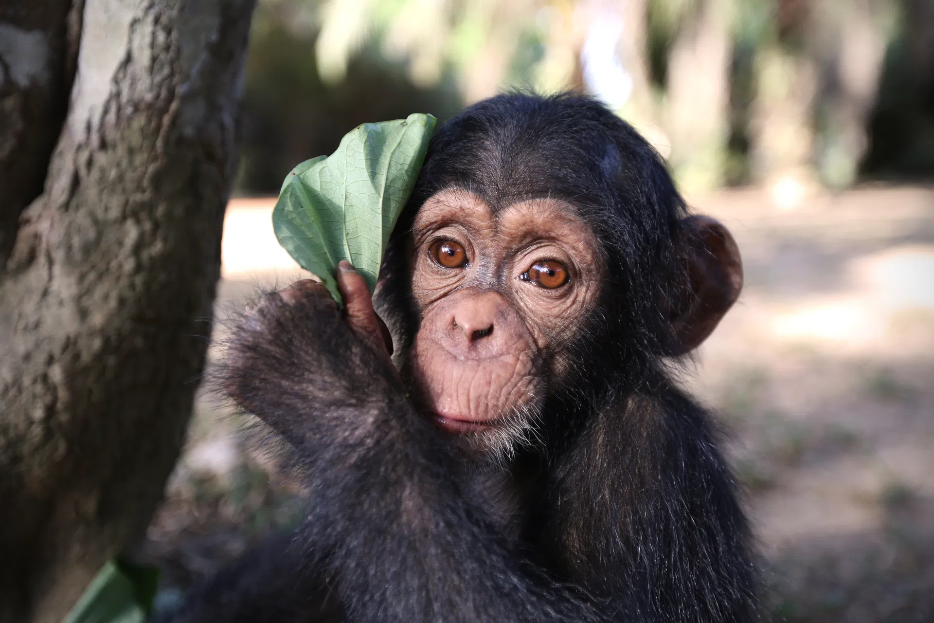 Baby Chimp Rescue