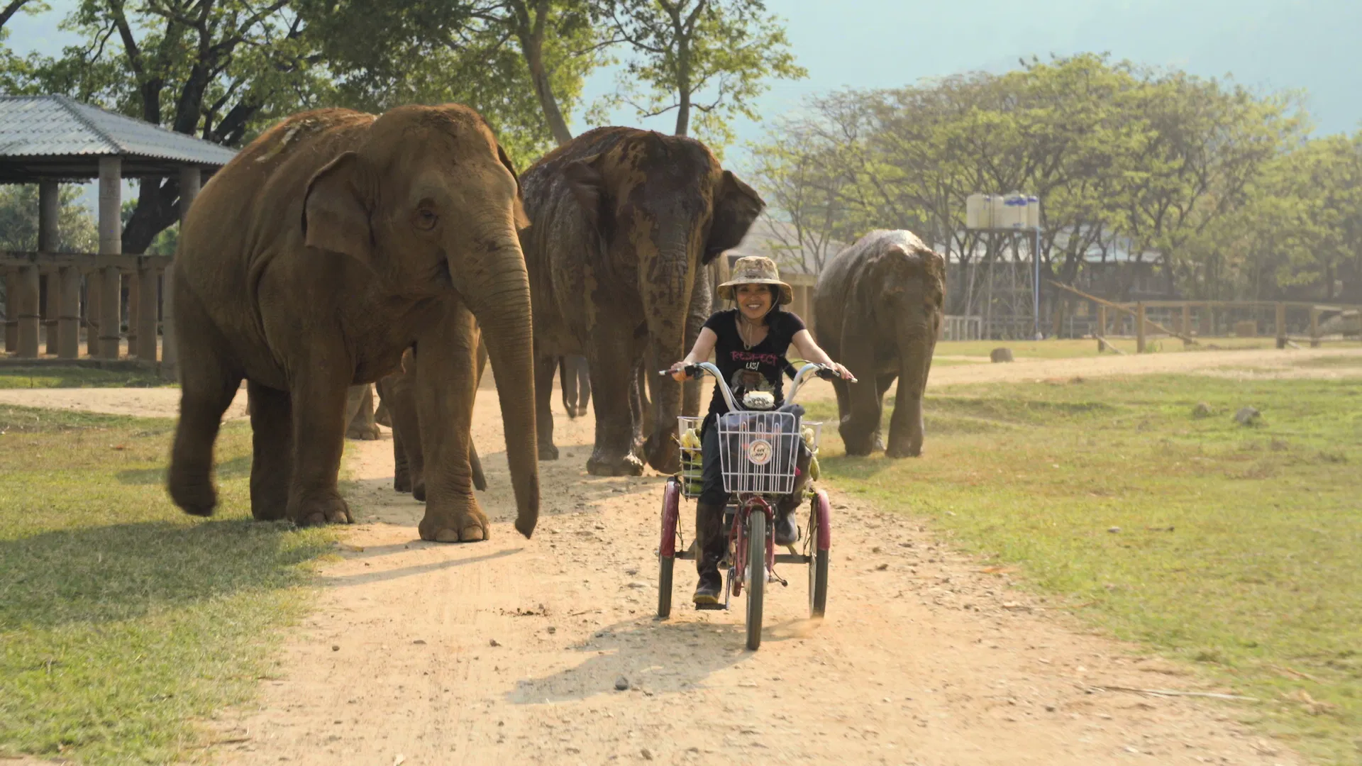 EOdoc: Elephant Mother