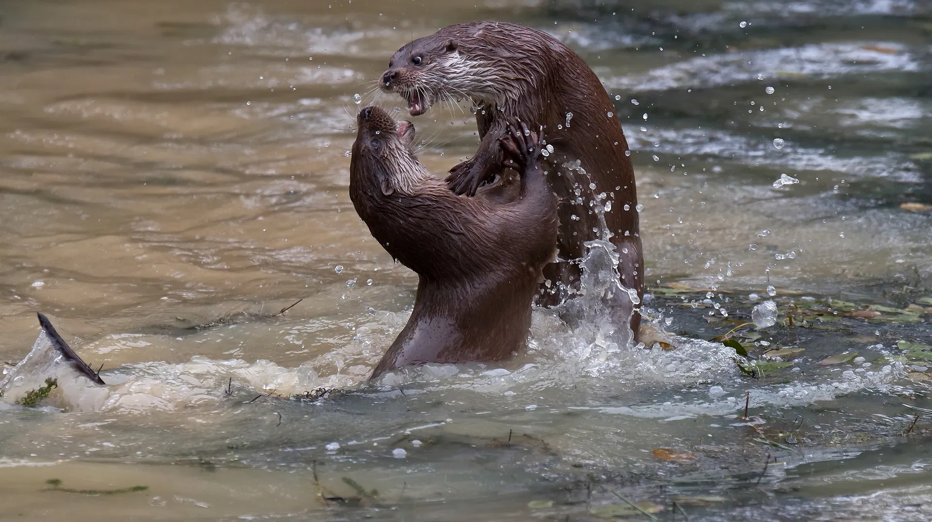 De otter, een legende keert terug