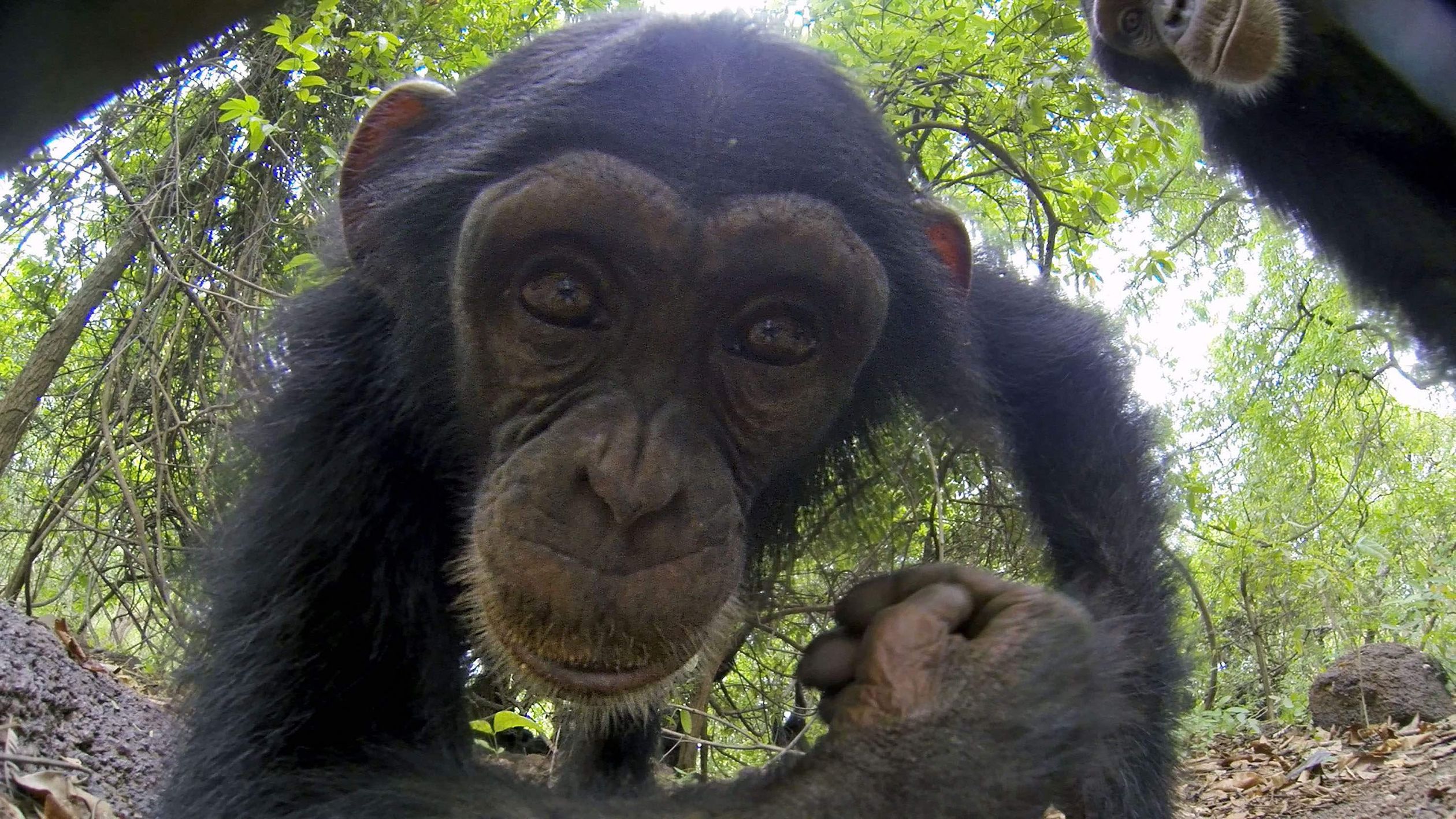 spy in the wild - chimpansee