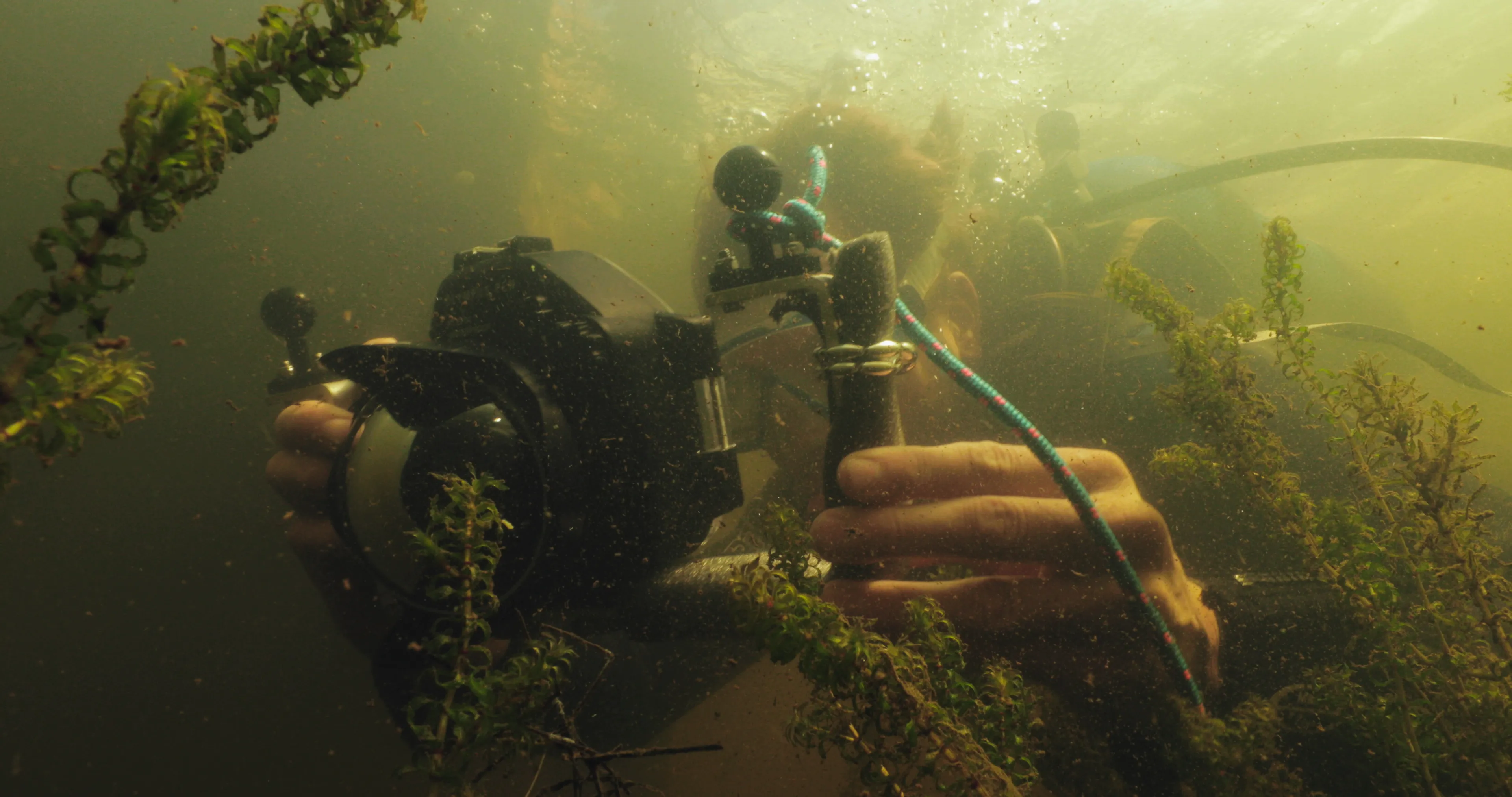Wildernis onder water